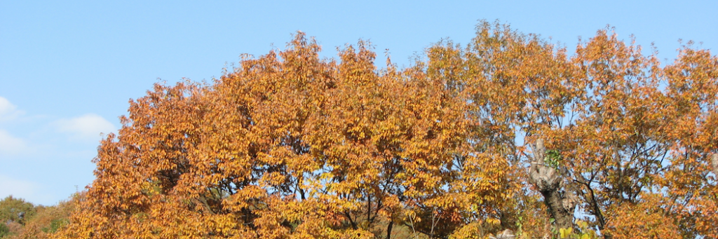 秋：色づく林