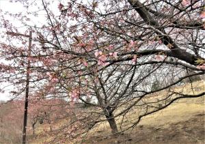 河津桜