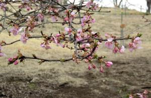 河津桜