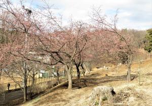 河津桜